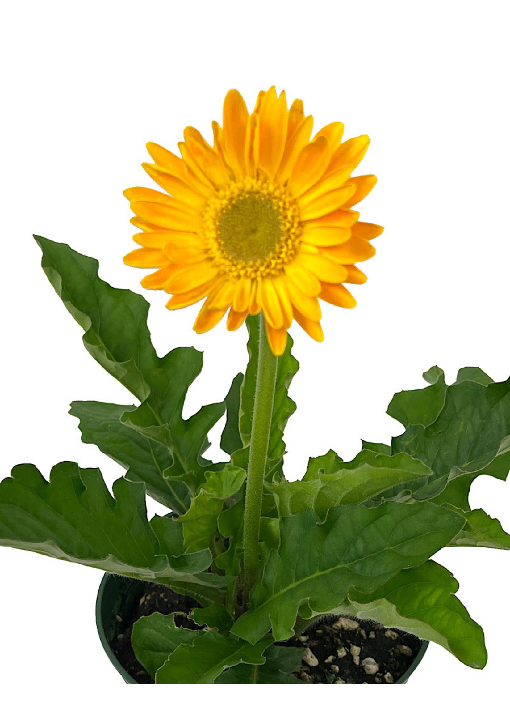 Gerbera garvinea 'Sweet Smile' 1 Gallon