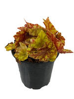 Begonia 'Autumn' 4 Inch