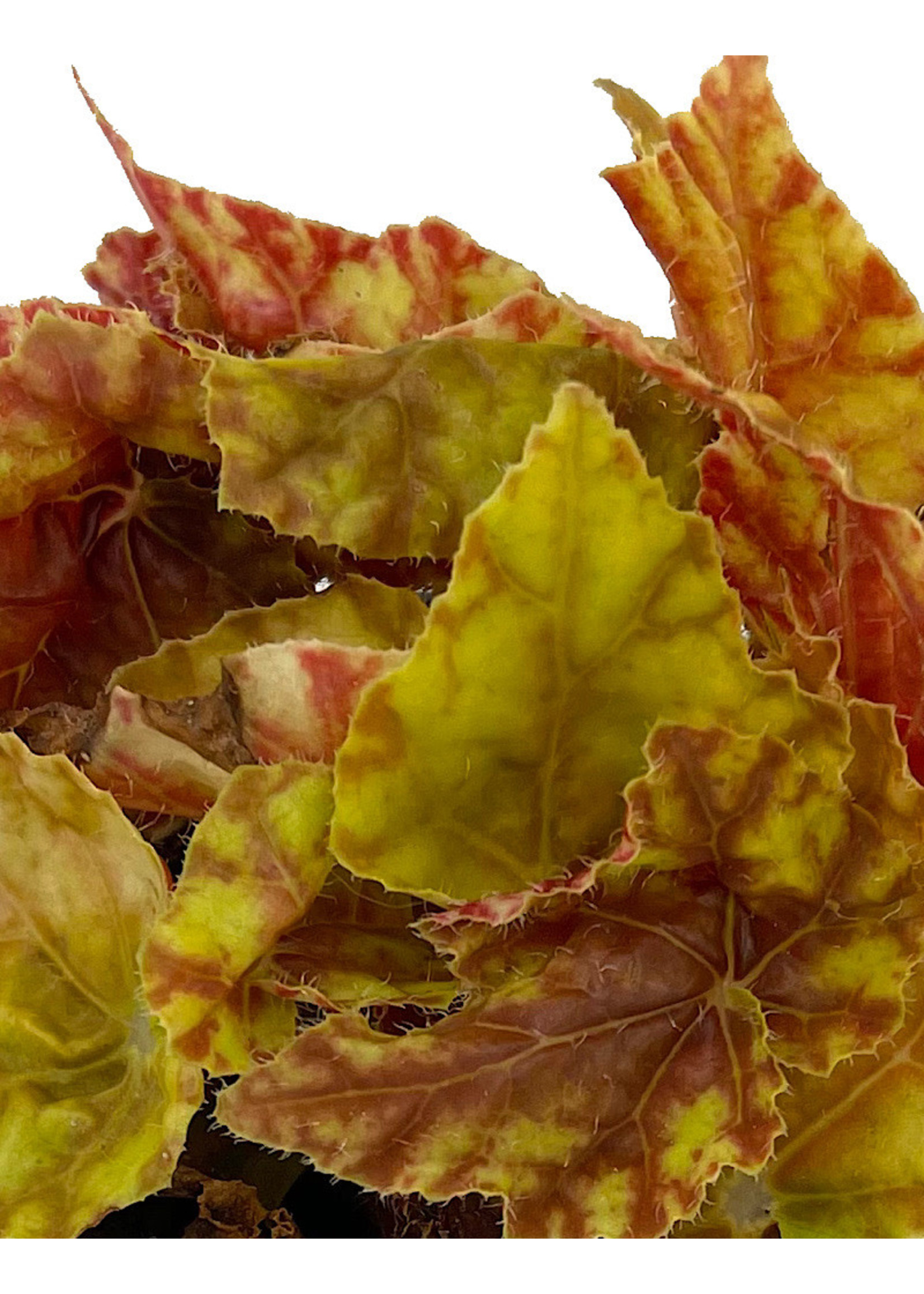 Begonia 'Autumn' 4 Inch