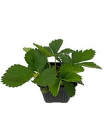 Strawberry 'Quinault' 4 inch