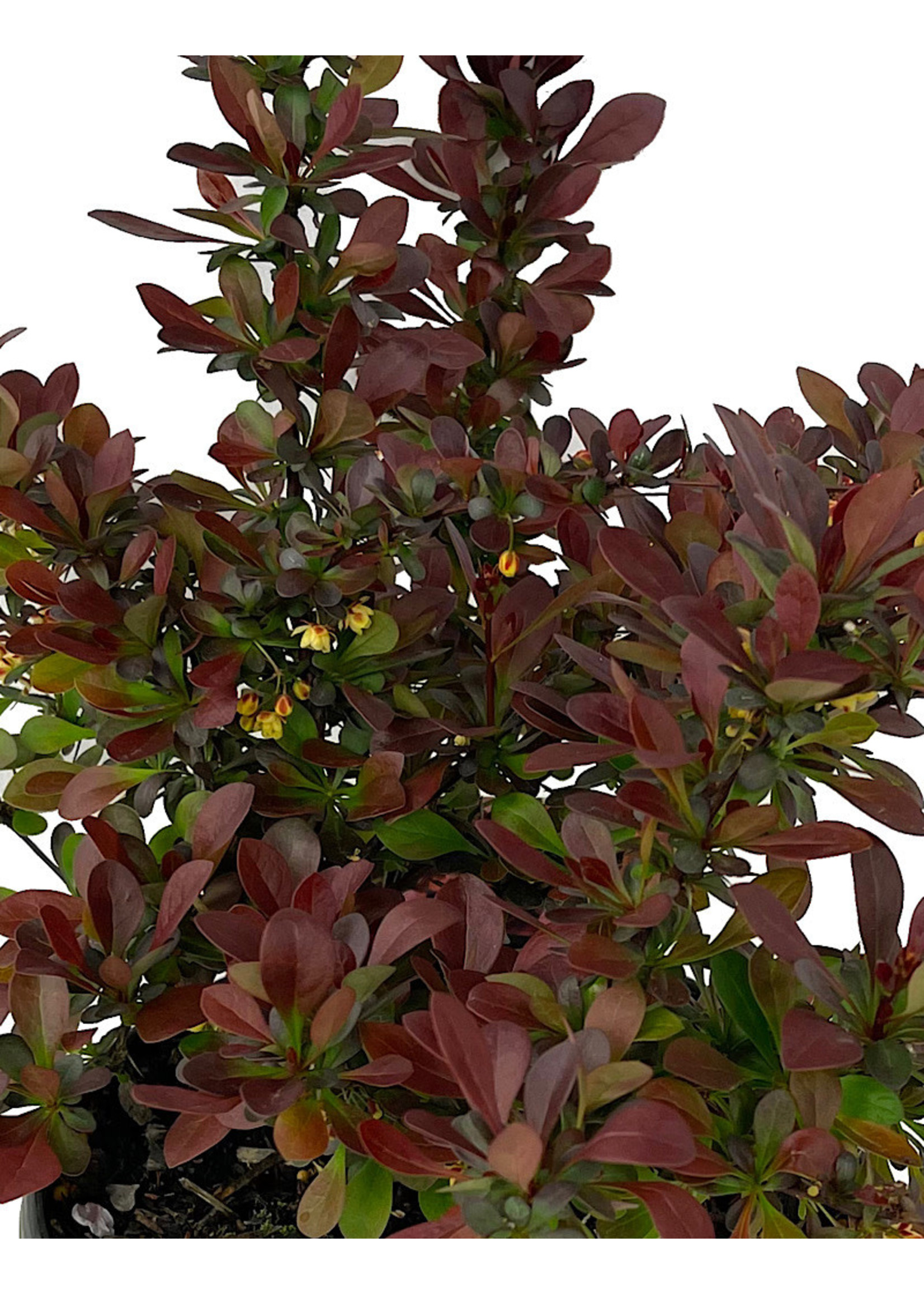 Berberis ‘Crimson Pygmy’ 1 Gallon