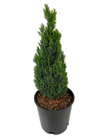 Cupressus sempervirens 2 Gallon