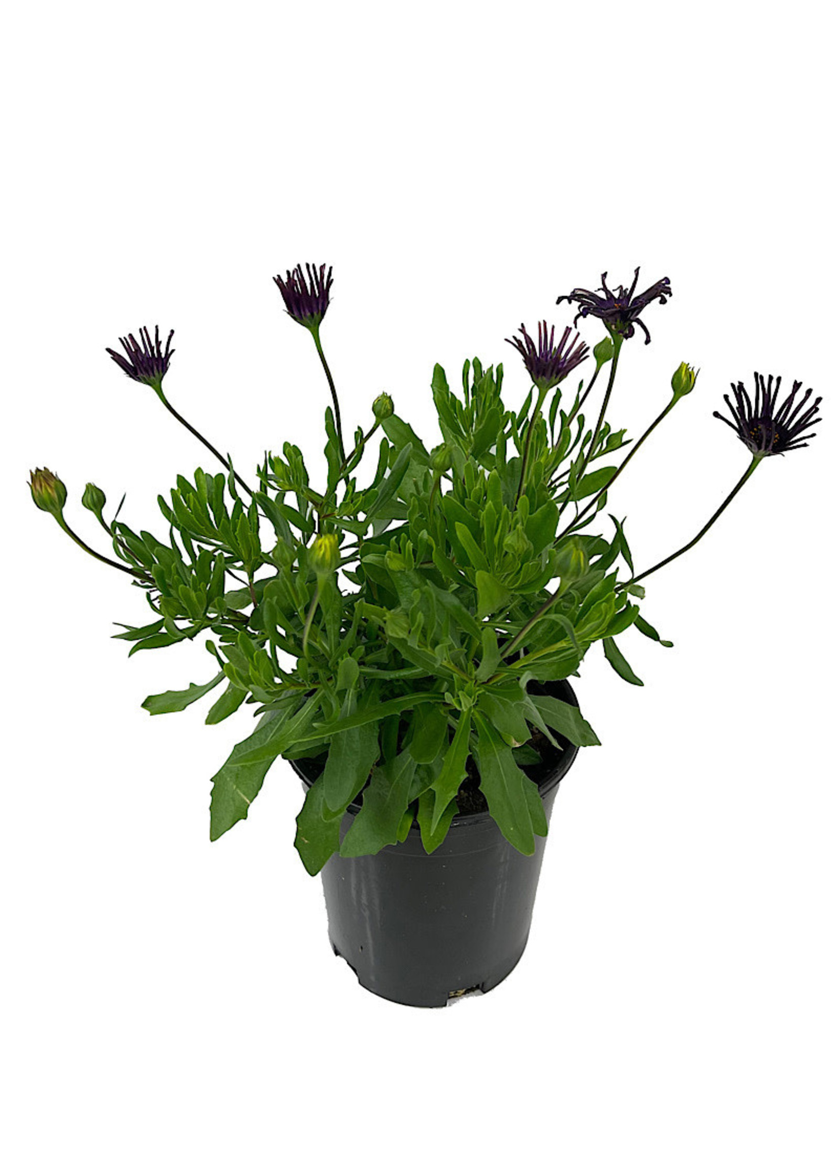 Osteospermum 'FlowerPower Spider Purple' 1 Gallon