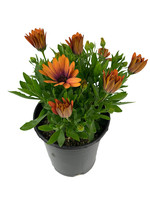 Osteospermum 'Serenity Bronze' 1 Gallon