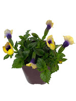 Torenia 'Bouquet Gold' 4 Inch