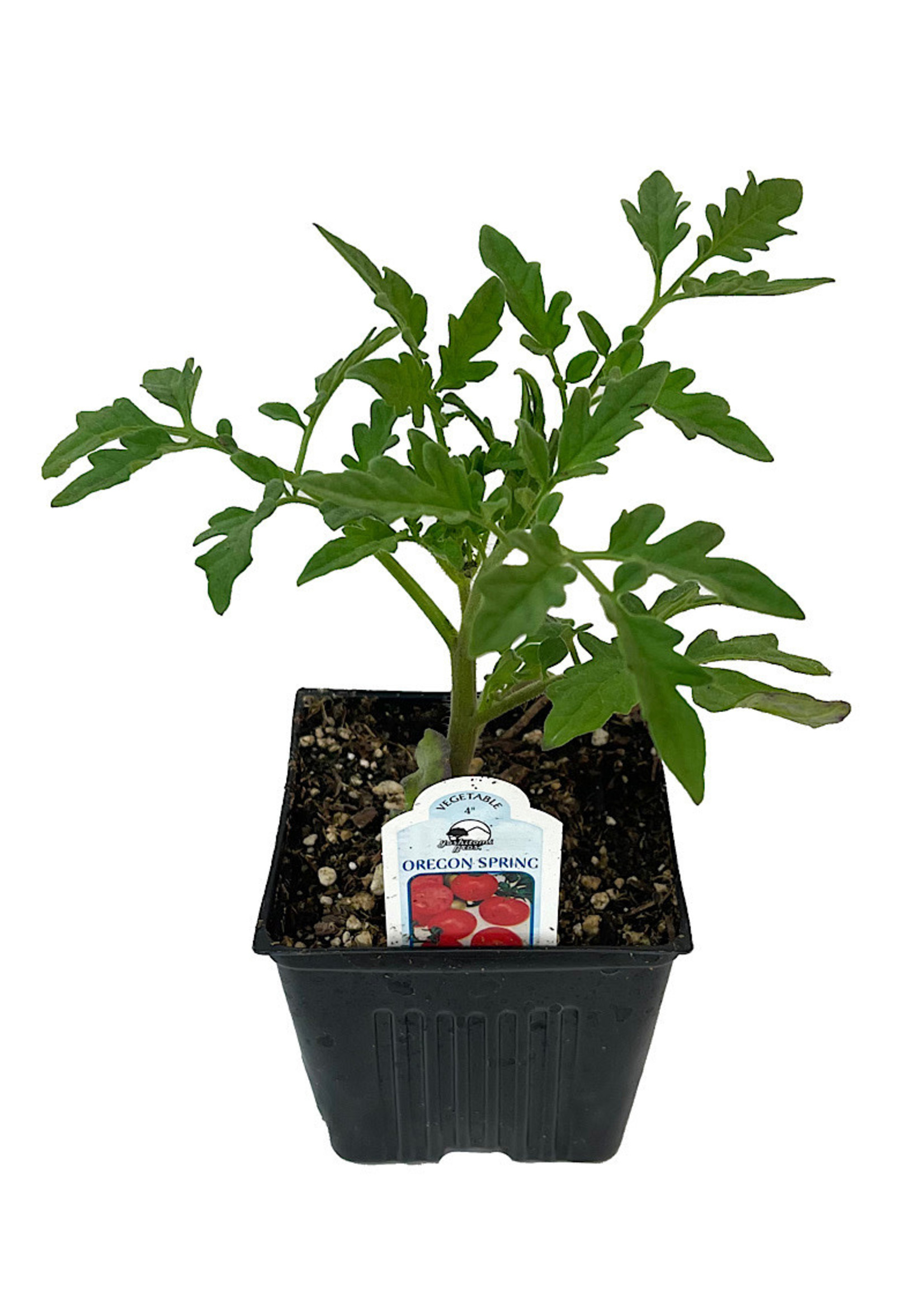 Tomato 'Oregon Spring' 4 Inch