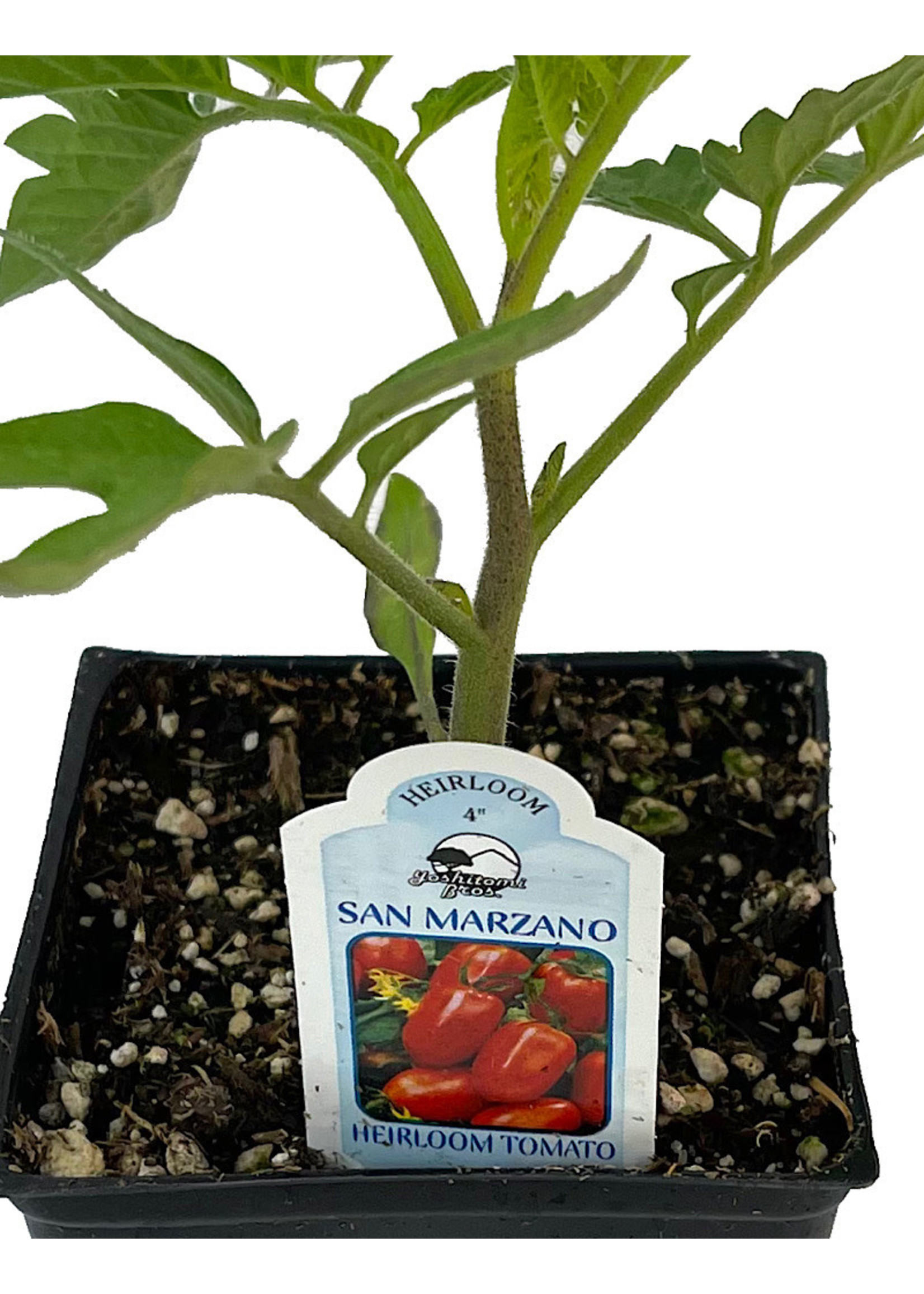 Tomato 'San Marzano' 4 Inch