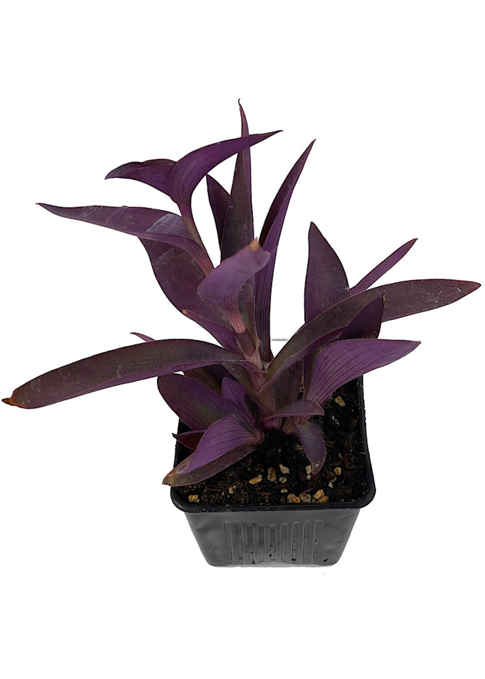 Setcreasea 'Purple Heart' 4 Inch