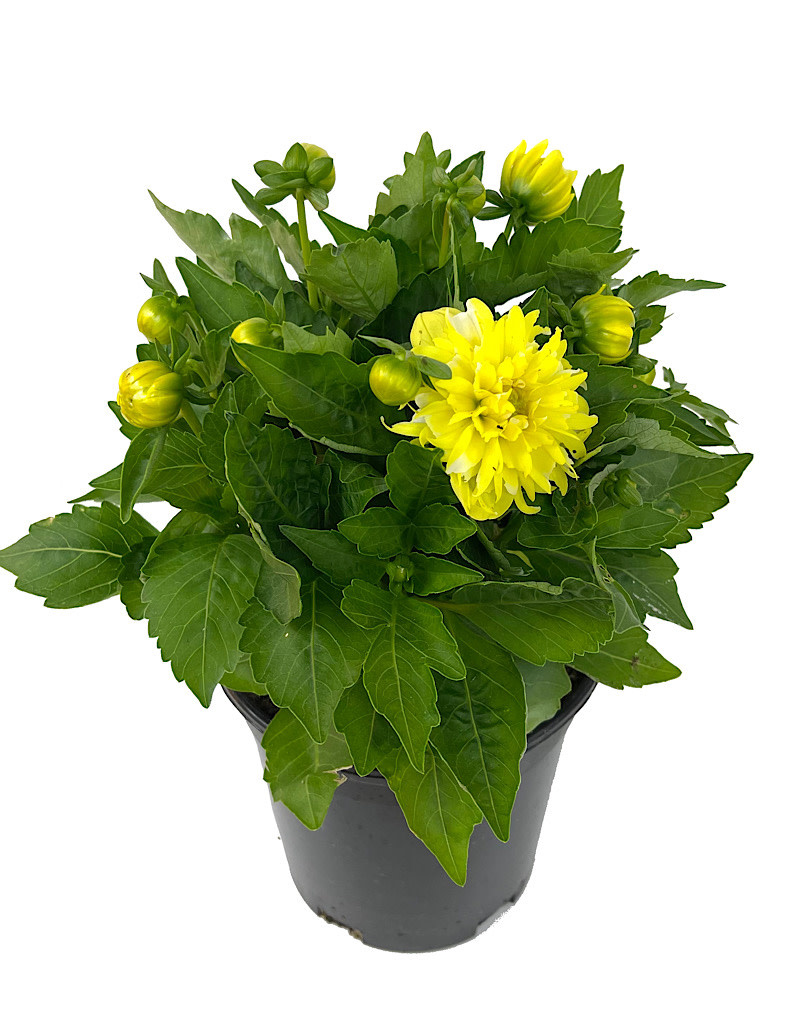 Dahlia ‘Hypnotica Yellow’ 1 Gallon - The Garden Corner