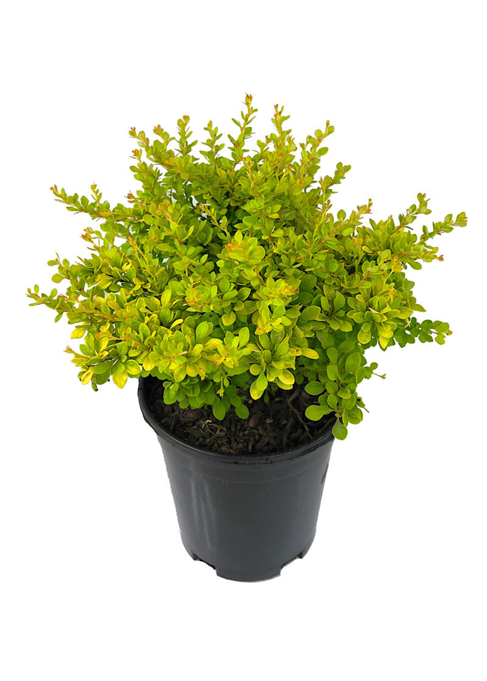 Berberis thunbergii 'Sunsation' 1 Gallon