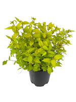 Spirea 'Limemound' 1 Gallon