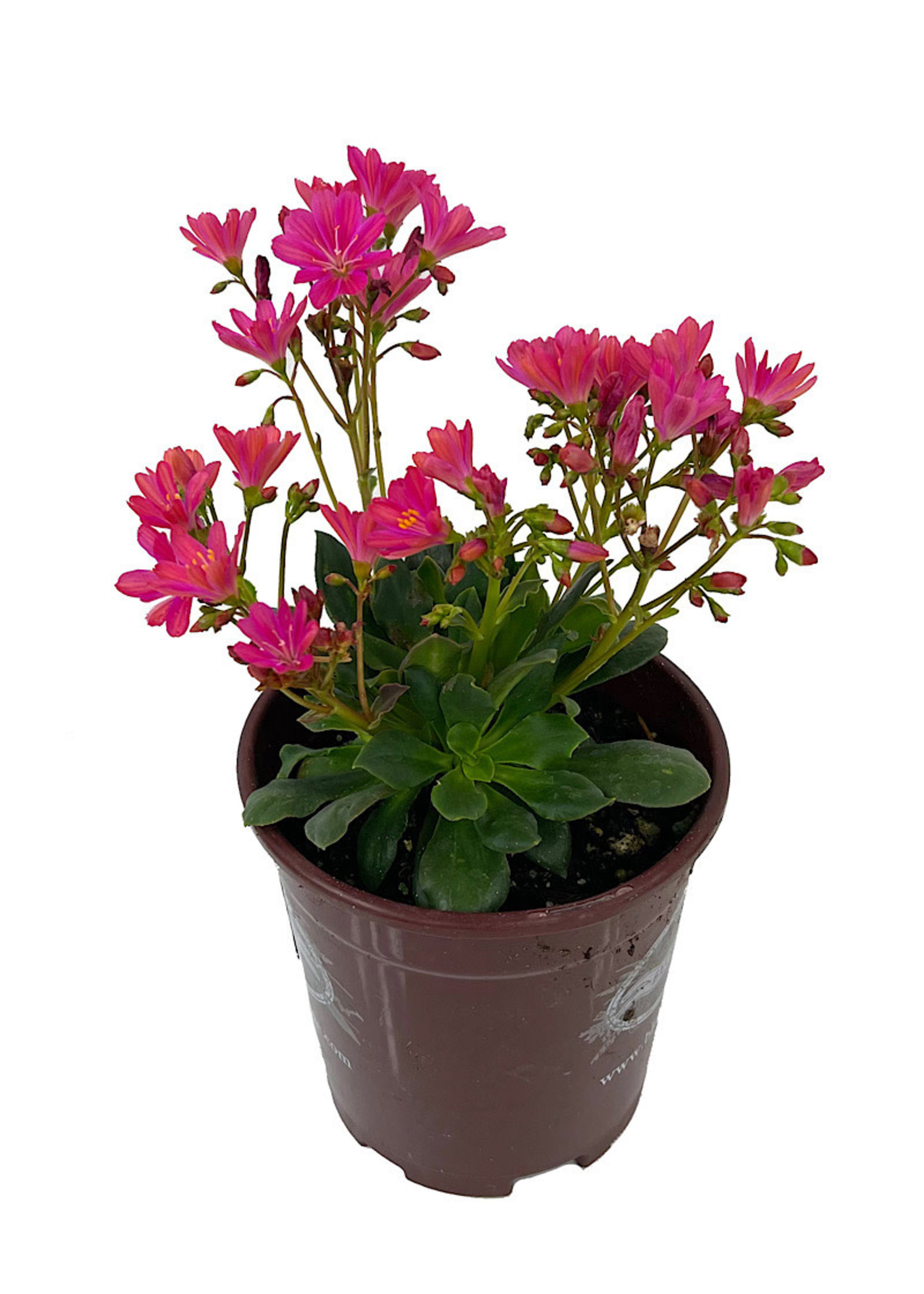 Lewisia 'Constant Fuchsia' Quart