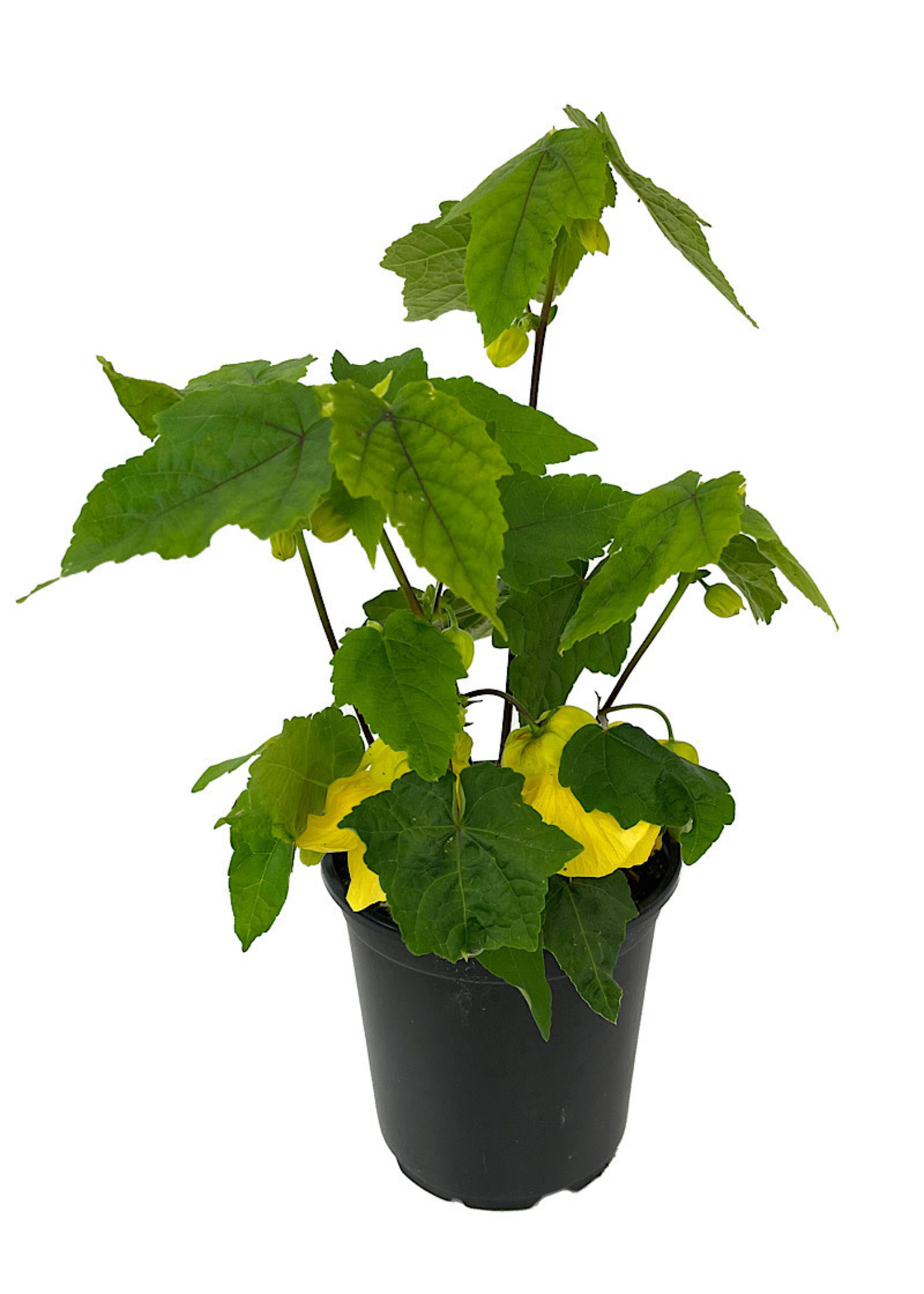 Abutilon 'Lucky Lantern Yellow' Quart