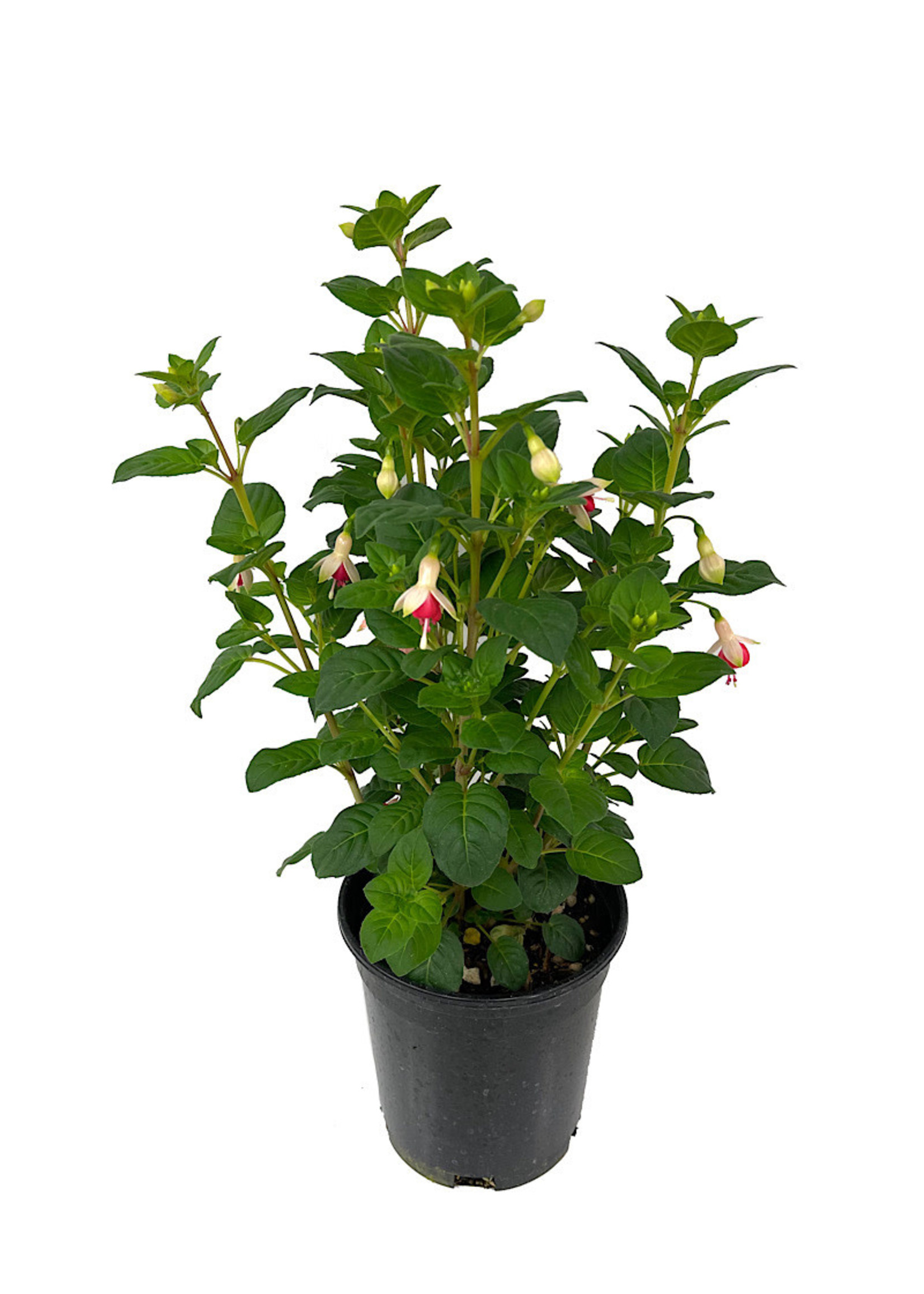 Fuchsia 'Galadriel' 1 Gallon