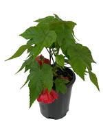 Abutilon 'Lucky Lantern Red' 1 Gallon