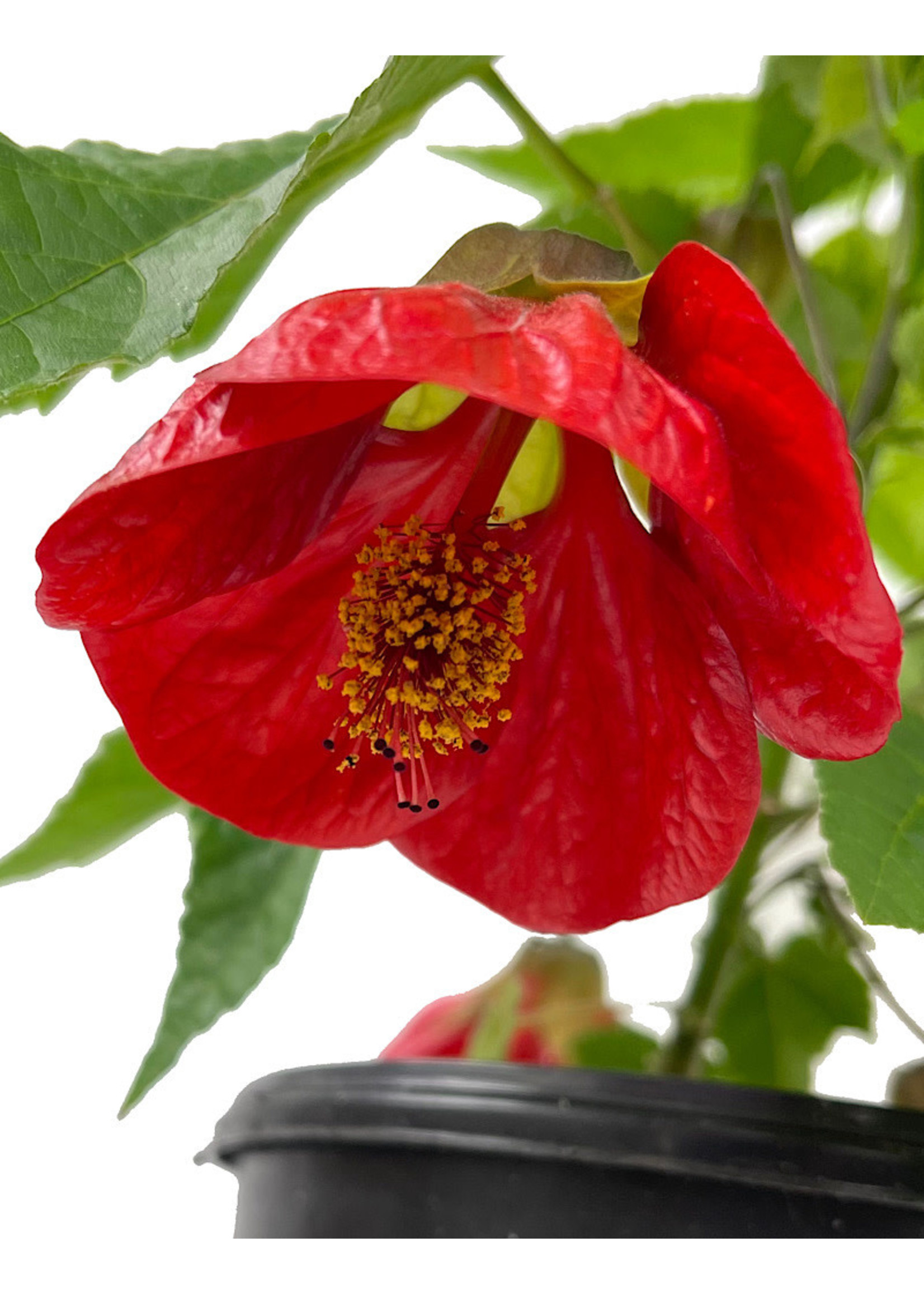 Abutilon 'Lucky Lantern Red' 1 Gallon