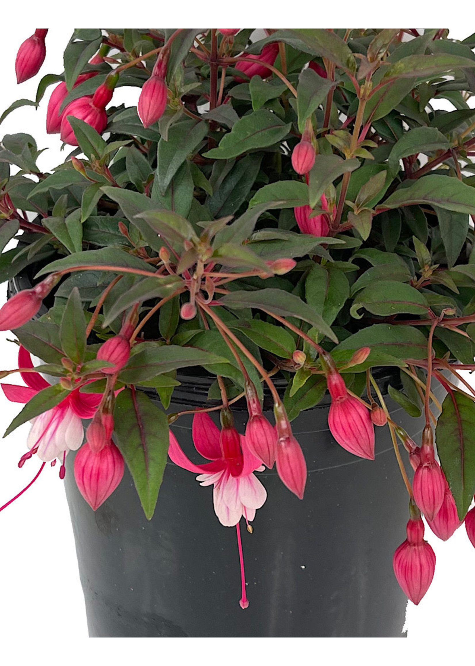 Fuchsia 'Alice Hoffman' 1 Gallon