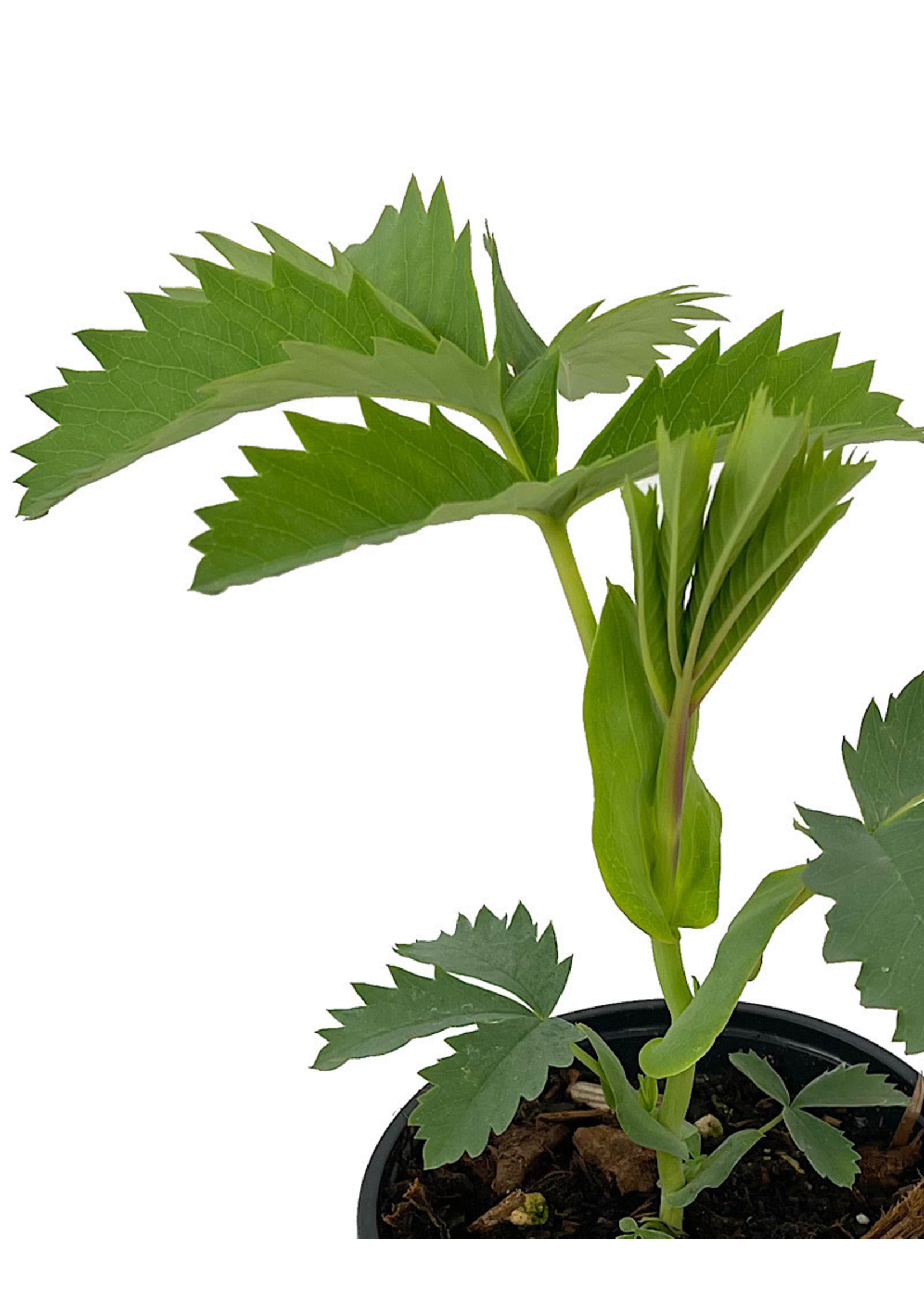 Melianthus major 'Antonow's Blue' Quart