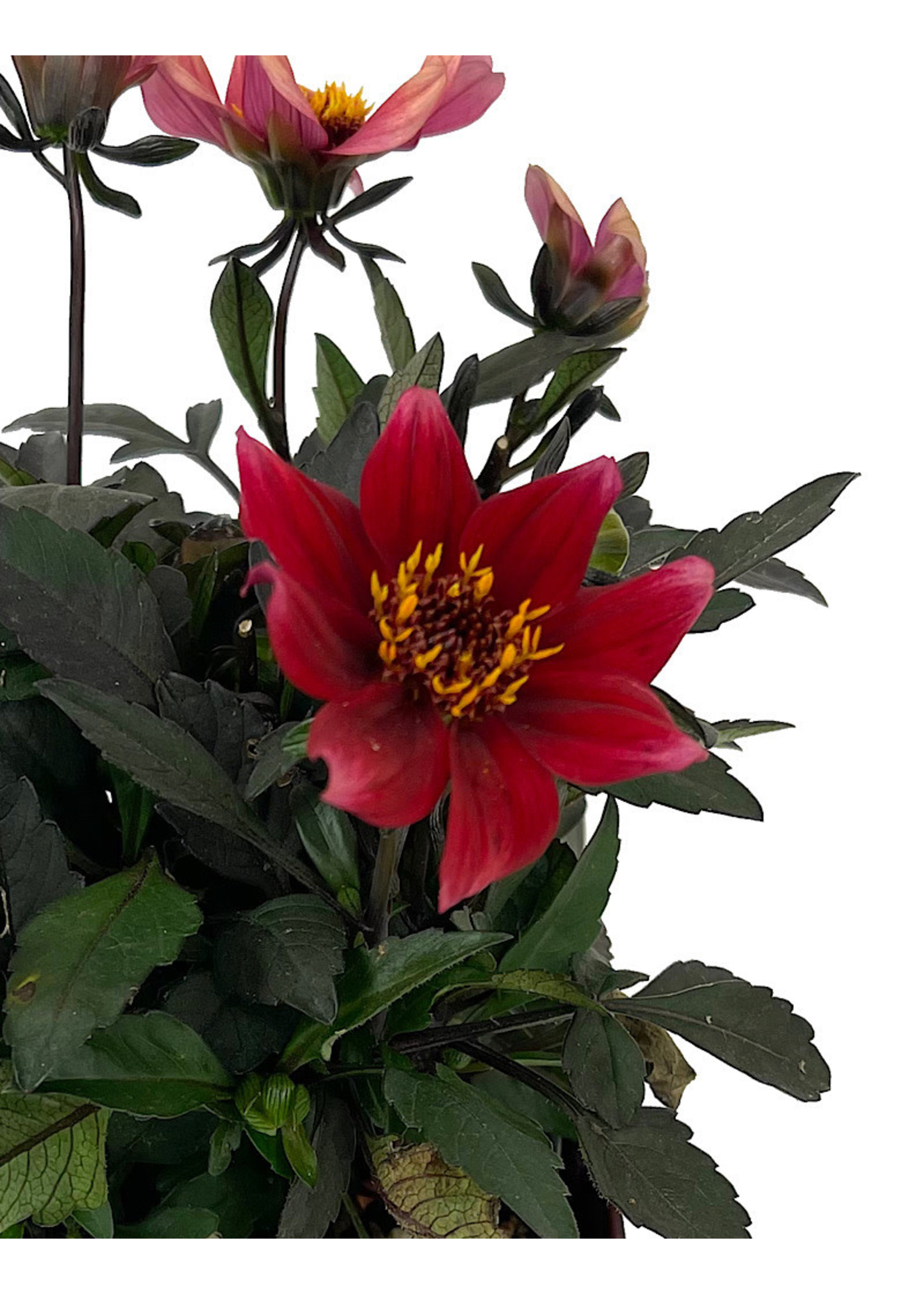 Dahlia 'Happy Days Scarlet' Quart