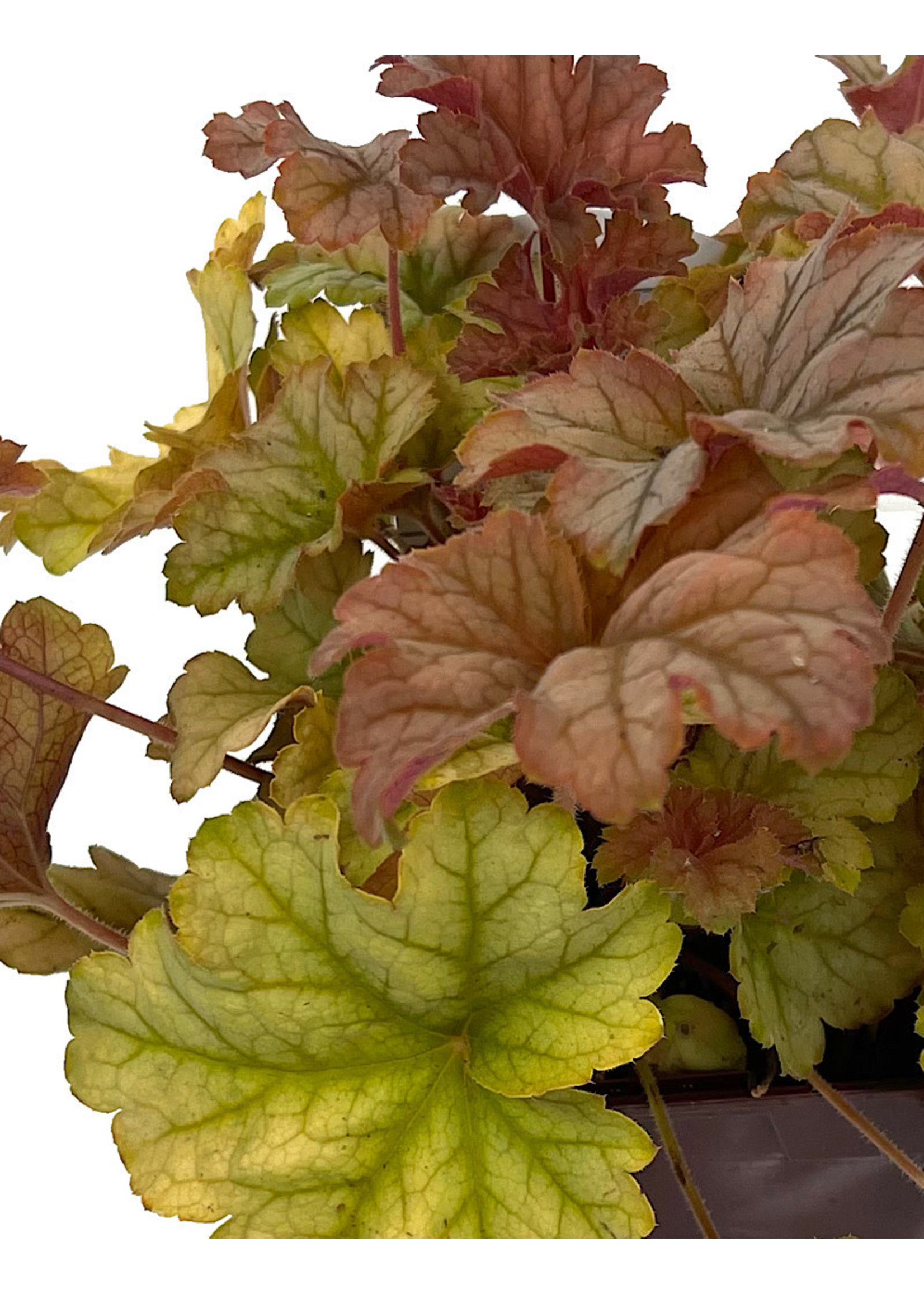 Heuchera ‘Topaz Jazz’ Quart