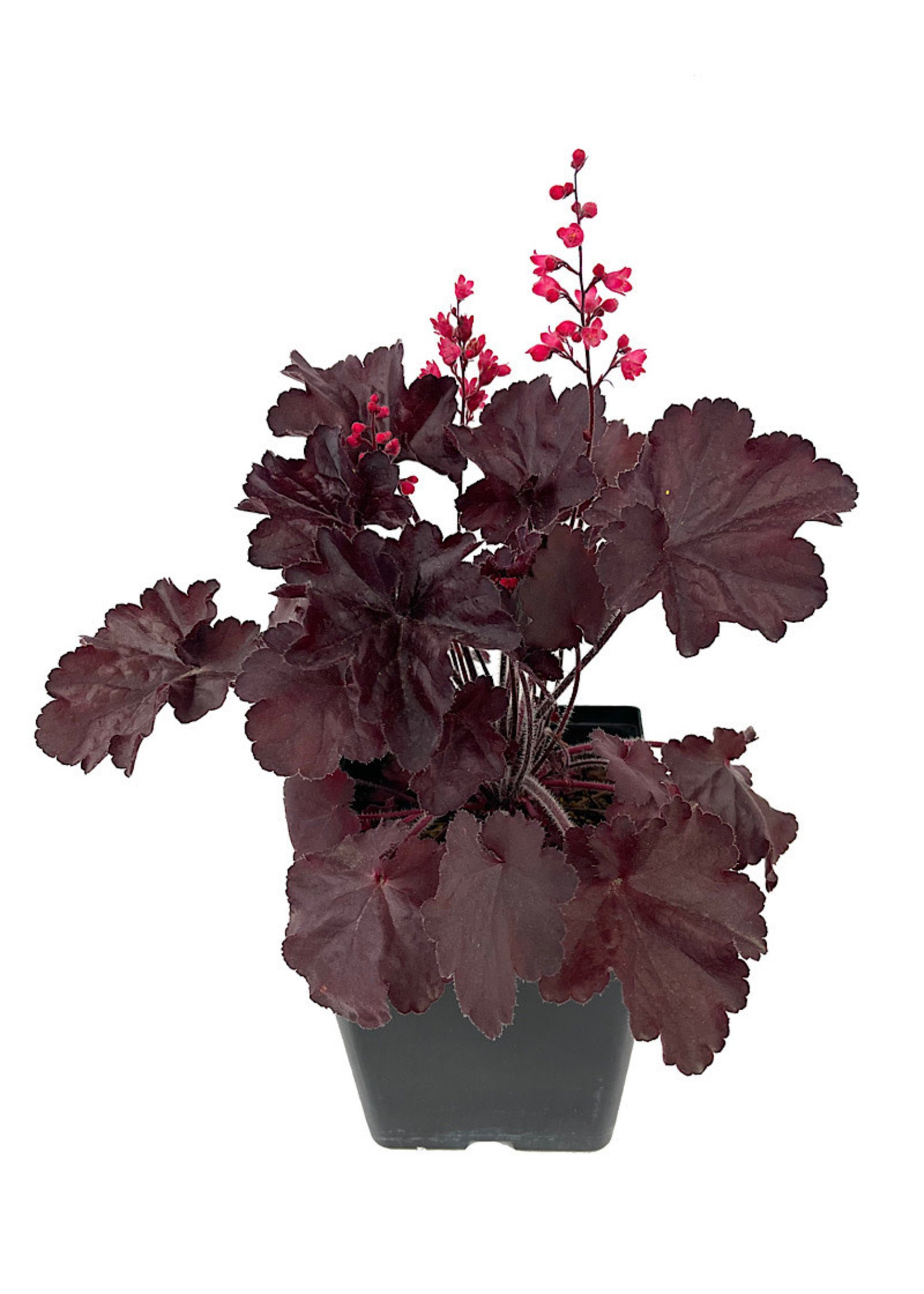 Heuchera 'Black Forest Cake' 1 Gallon