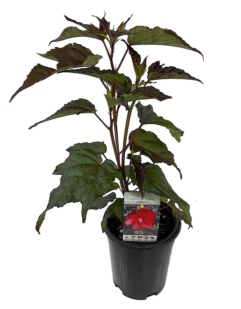Hibiscus 'Midnight Marvel' 1 Gallon The Garden Corner