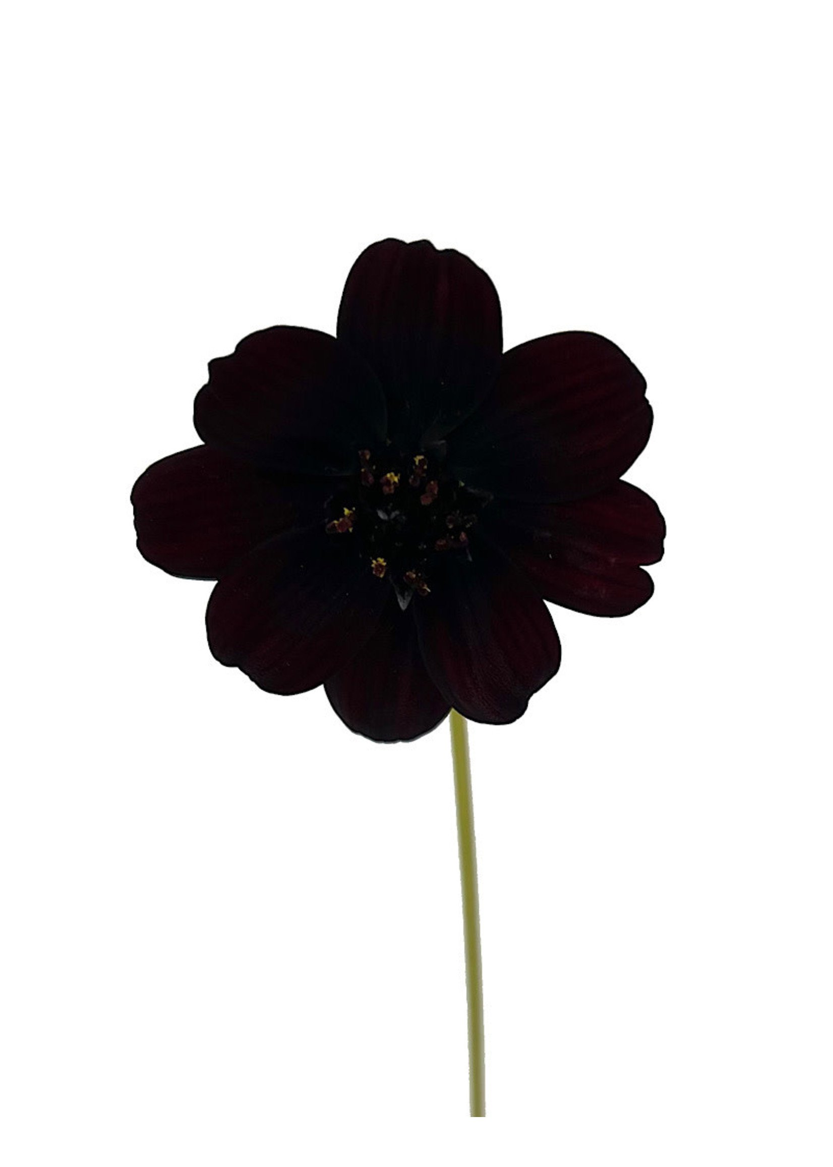 Cosmos 'Choca Mocha' 4 Inch