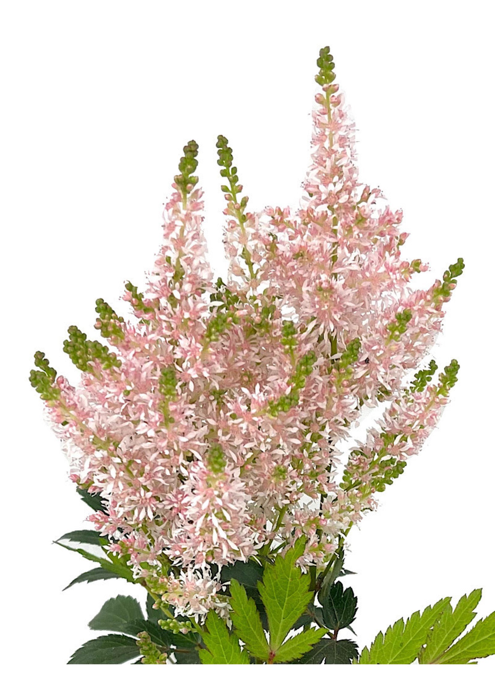 Astilbe 'Younique Salmon' 1 Gallon