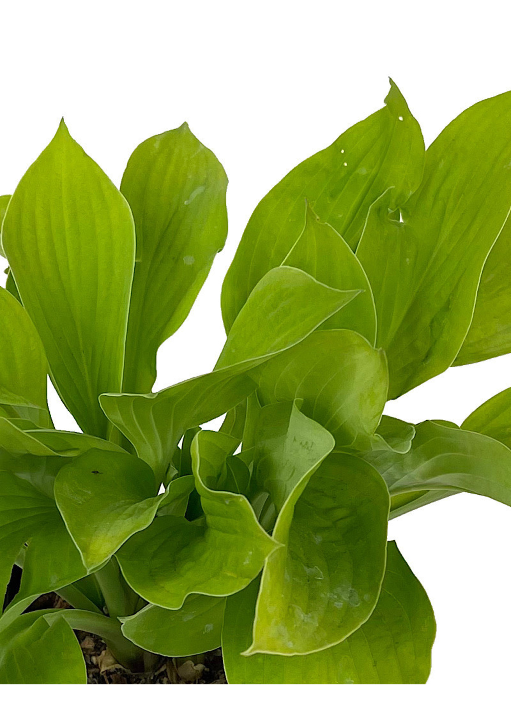 Hosta 'August Moon' 1 Gallon