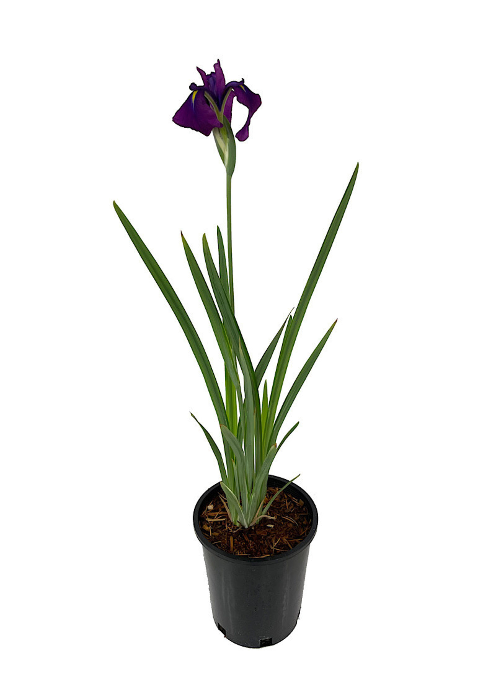 Iris ensata 'Variegata' 1 Gallon