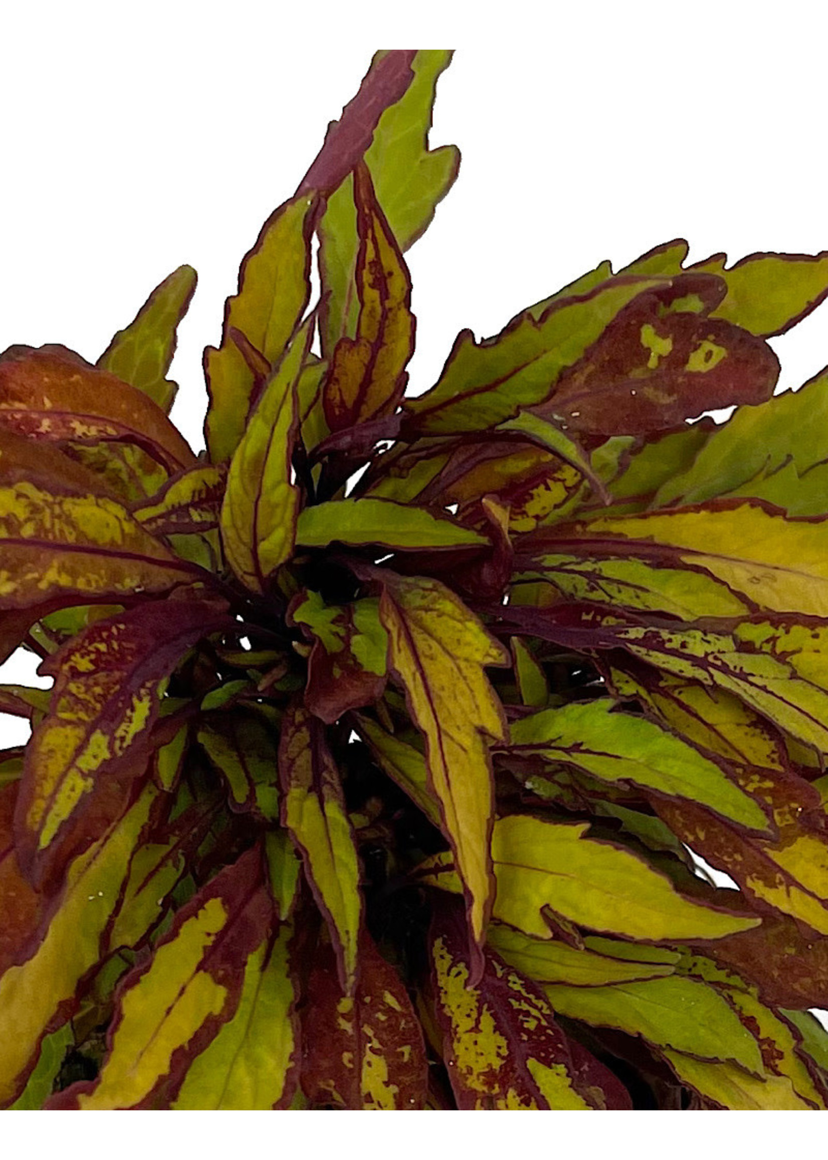 Coleus 'Flame Thrower Spiced Curry' 4 Inch