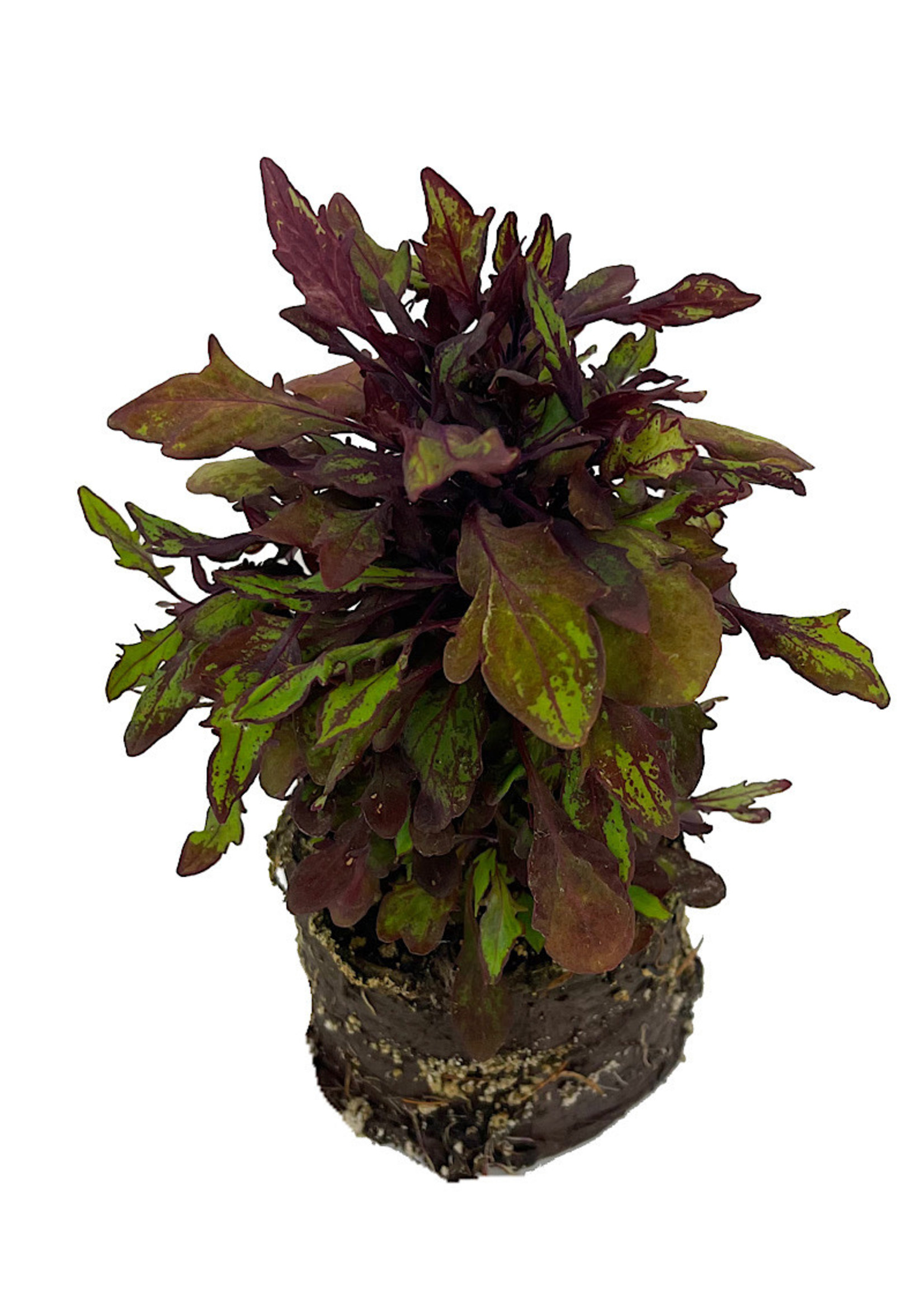 Coleus 'Special Effects' 4 Inch