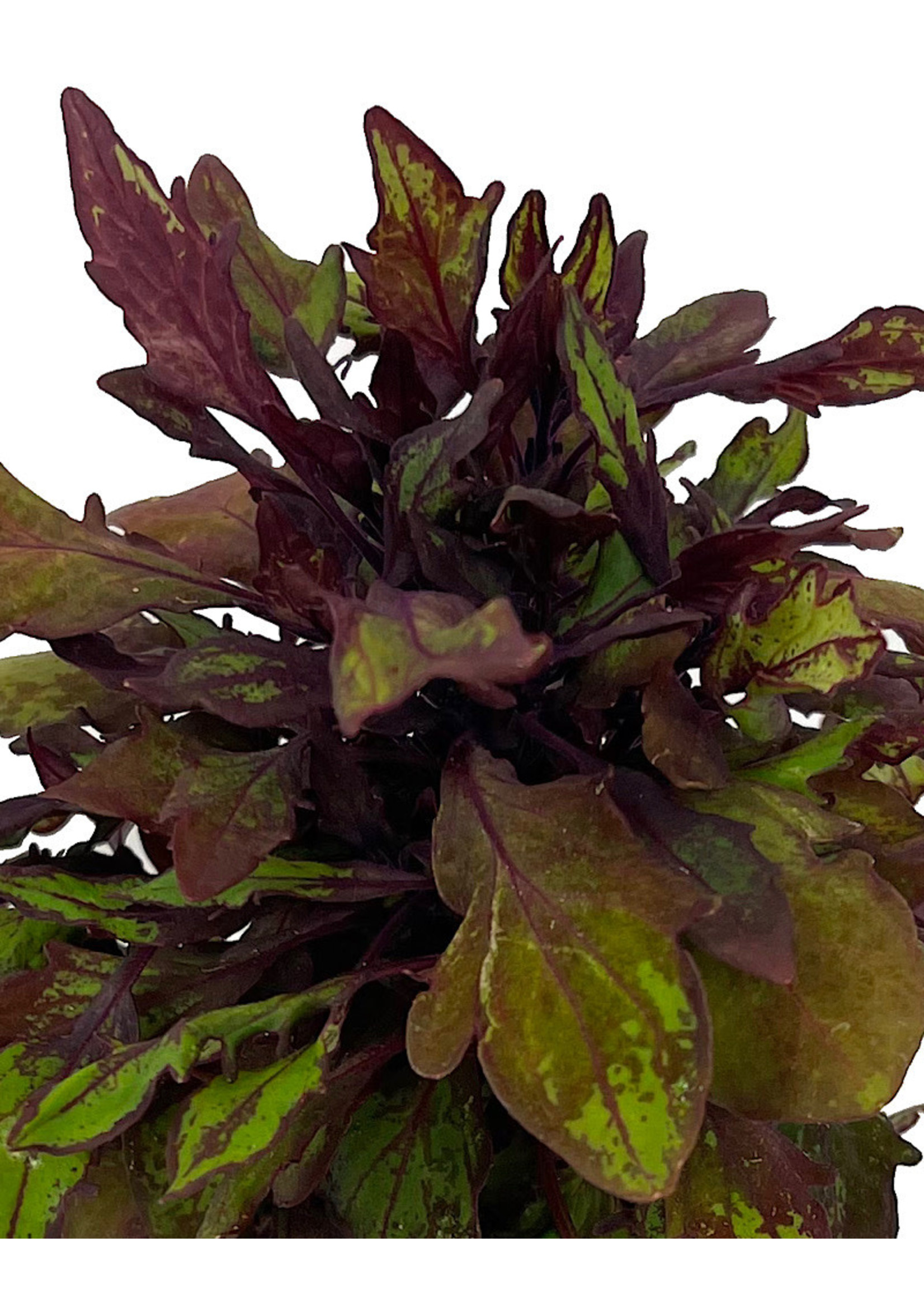 Coleus 'Marquee Special Effects' 4 Inch