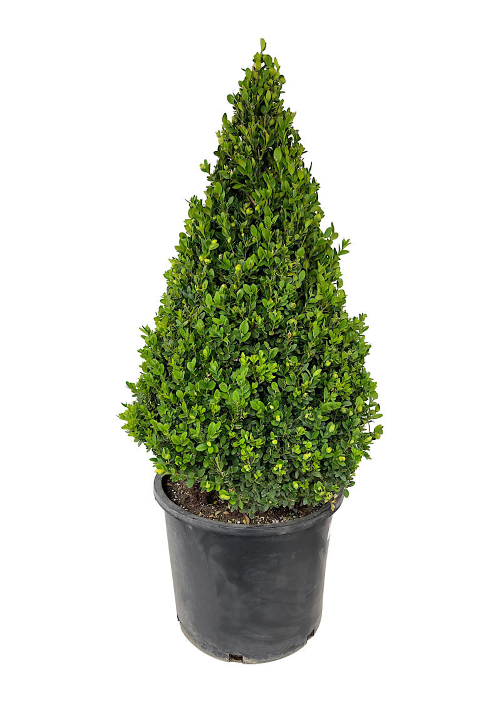 buxus sempervirens topiary