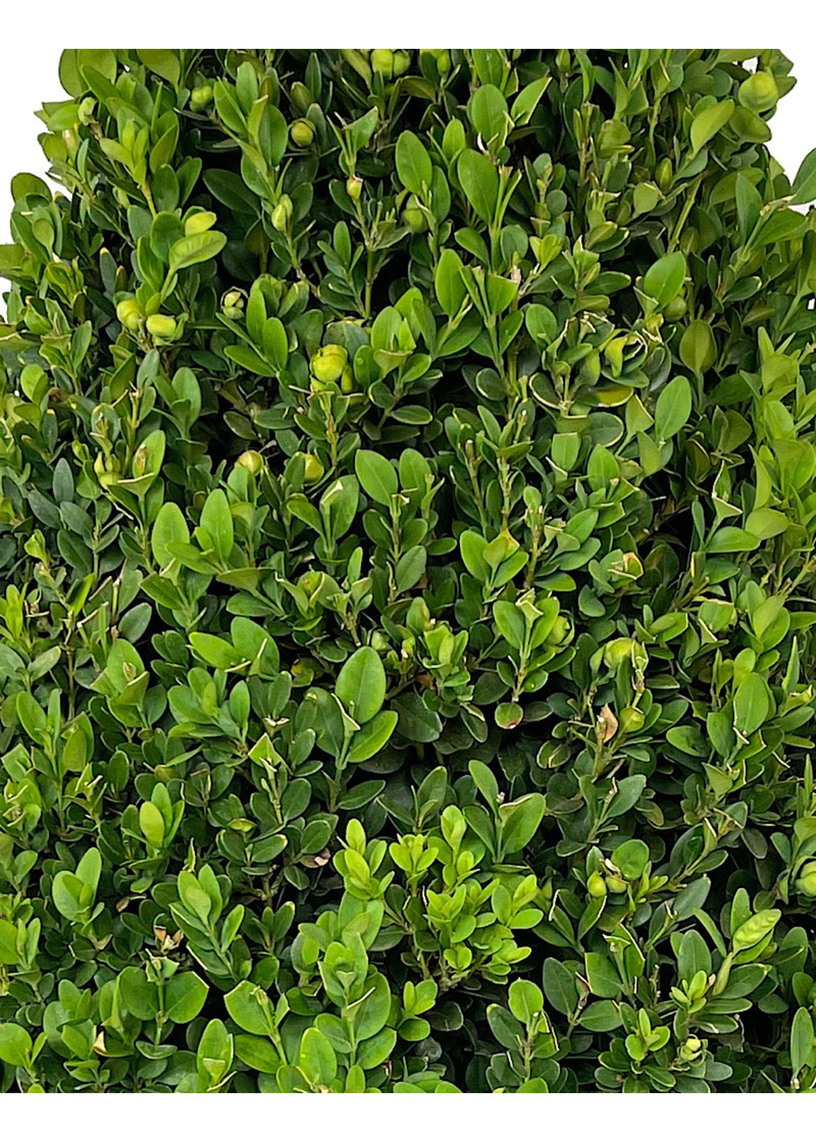 Buxus Sempervirens Cone Topiary 27-30 Inch