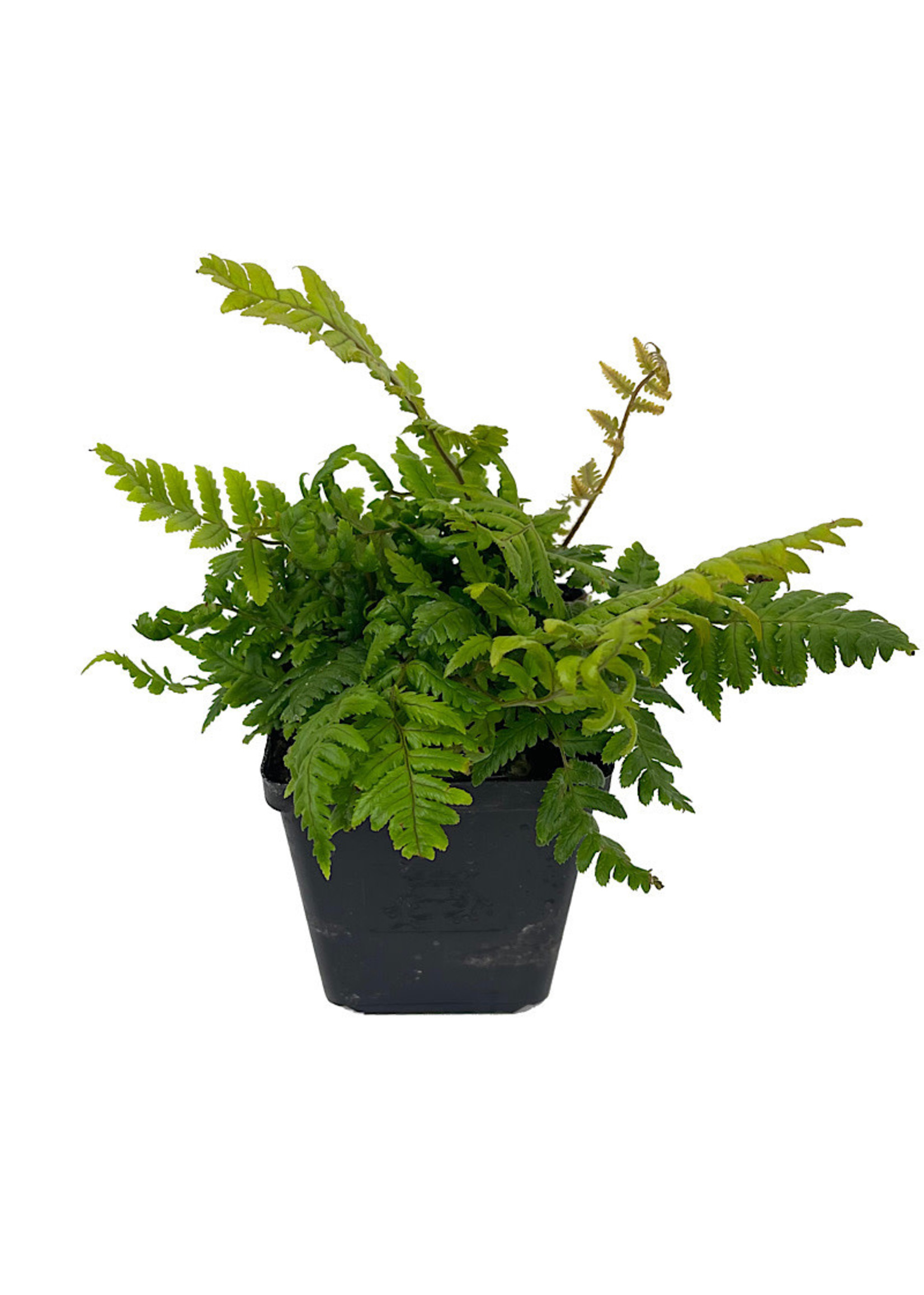 Dryopteris lepidopoda 4 Inch