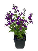 Salvia greggi 'Mirage Deep Purple' Quart