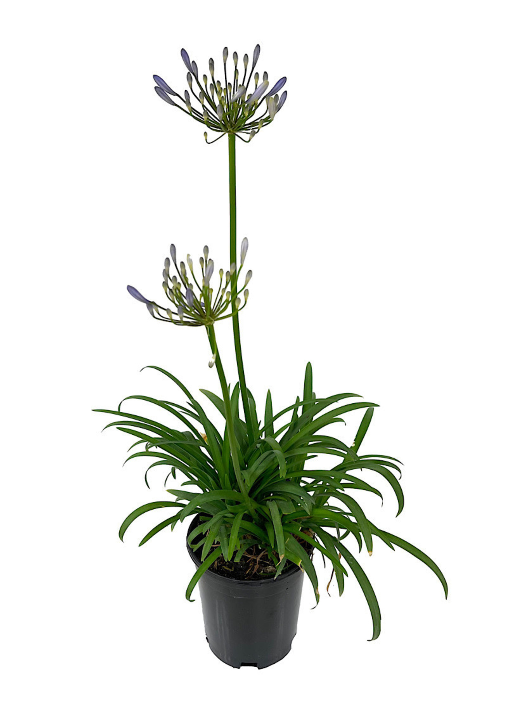 Agapanthus 'Queen Anne' 1 Gallon