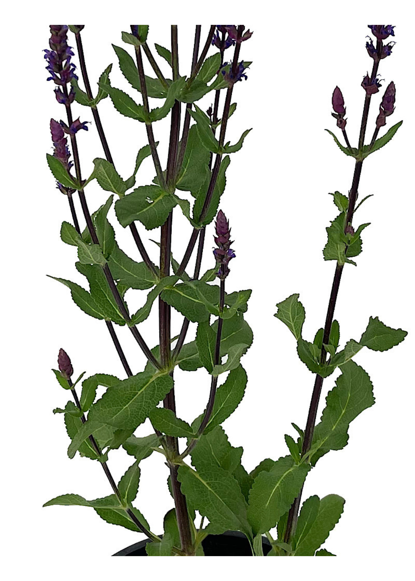 Salvia n. 'Caradonna' 1 Gallon