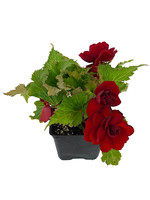 Begonia 'Nonstop Red' 4 Inch