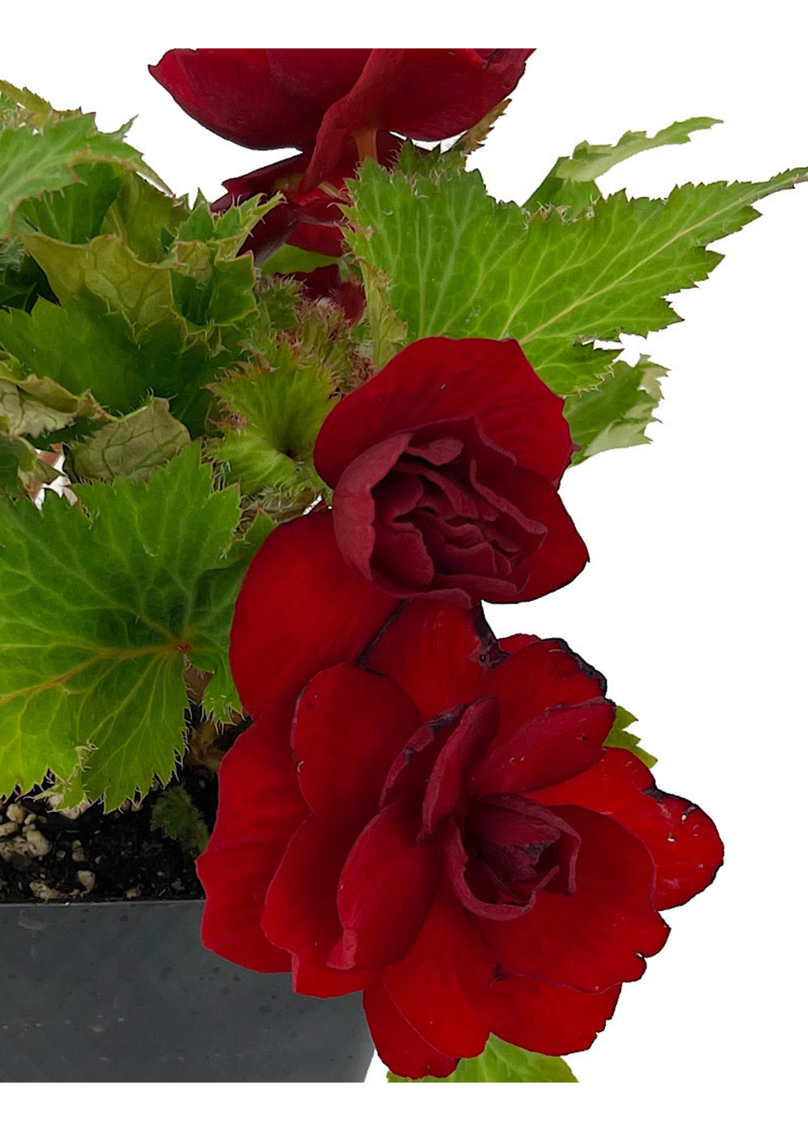 Begonia 'Nonstop Red' 4 Inch