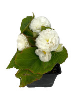 Begonia 'Nonstop White' 4 Inch