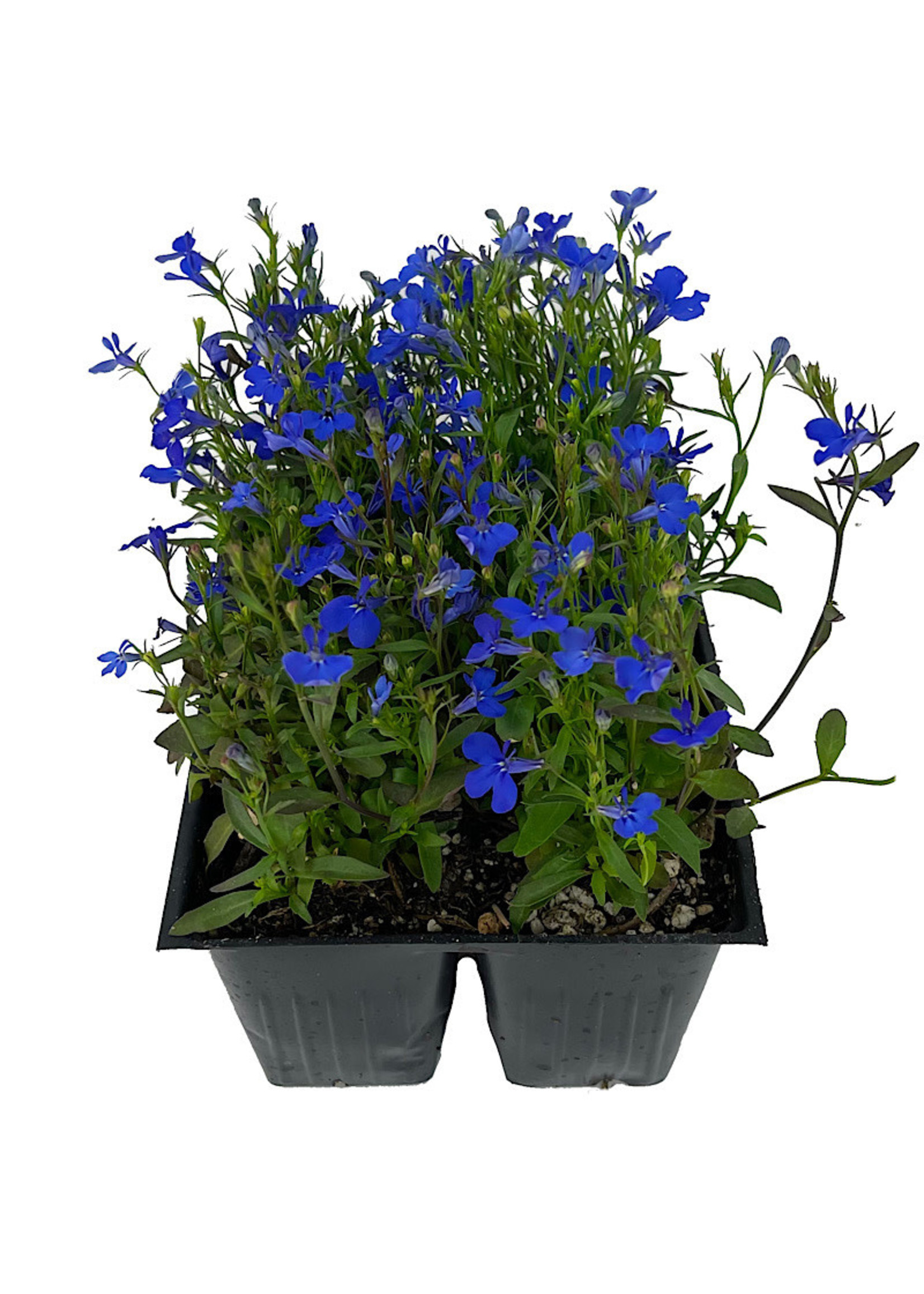 Lobelia 'Crystal Palace' Jumbo Traypack