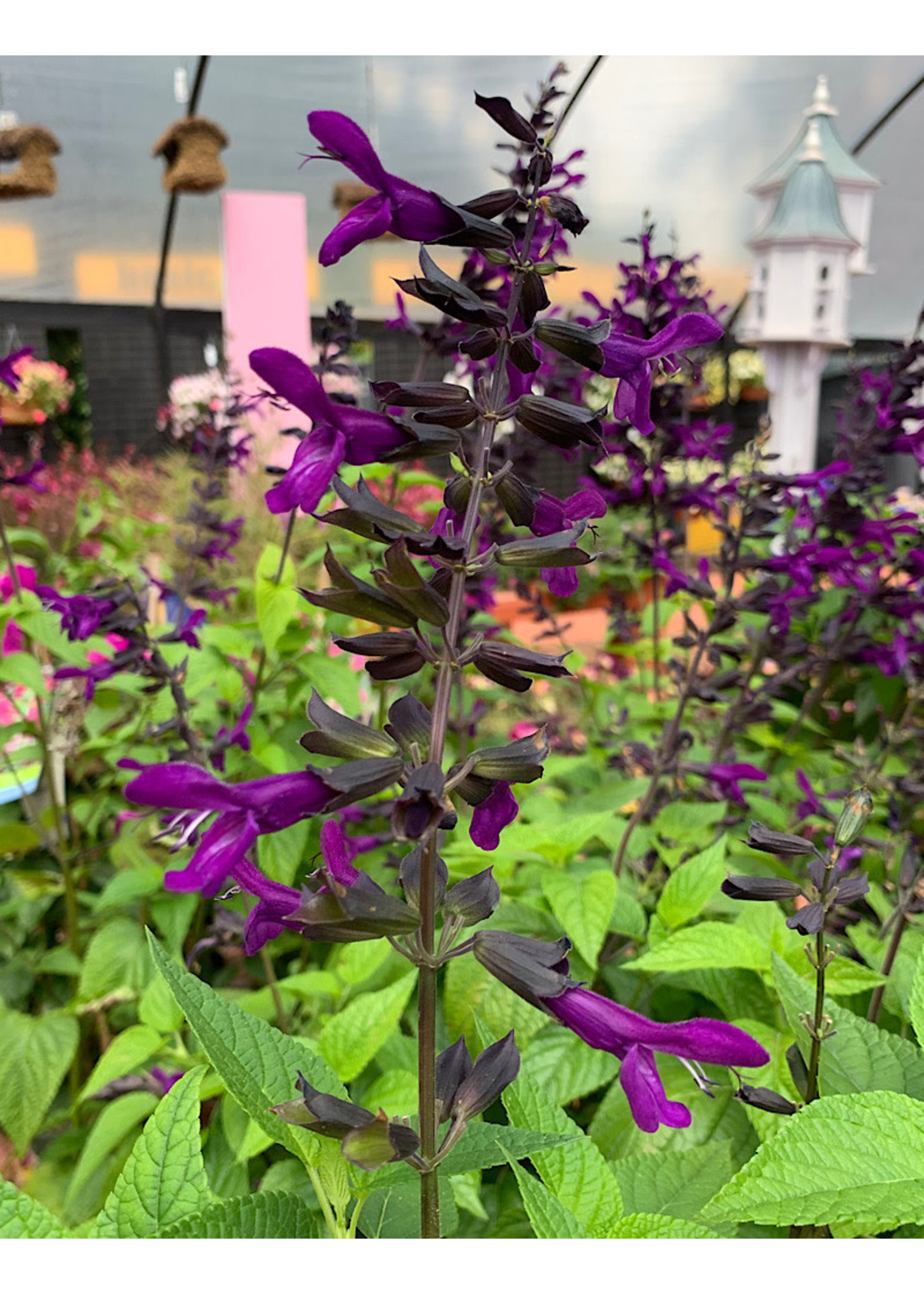 Salvia 'Purple and Bloom'