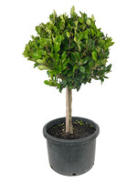 Ligustrum japonicum 'Texanum' 10 Gallon Short Patio Tree