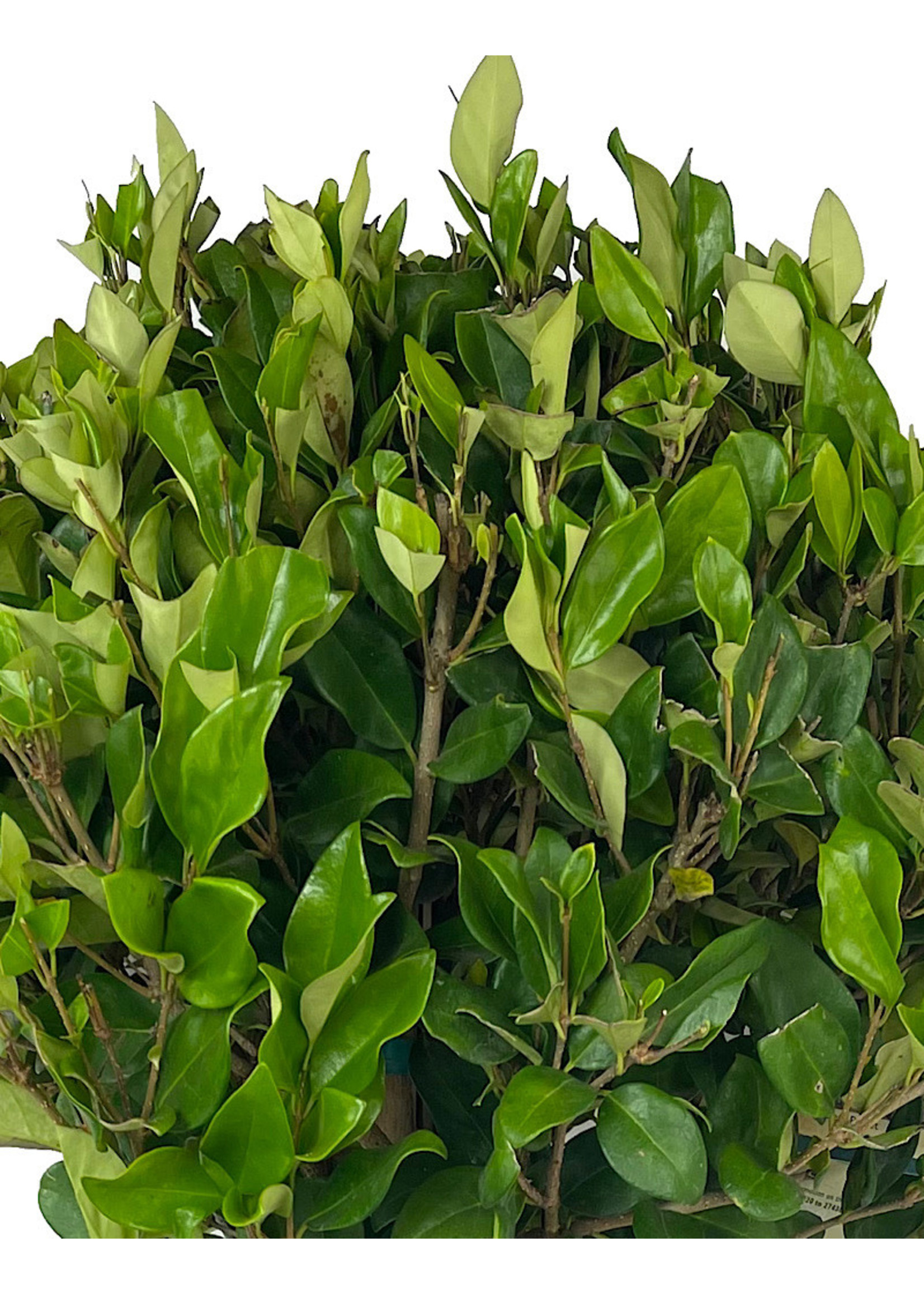 Ligustrum japonicum 'Texanum' 10 Gallon Short Patio Tree
