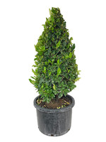 Ligustrum japonicum 'Texanum' 10 Gallon Cone