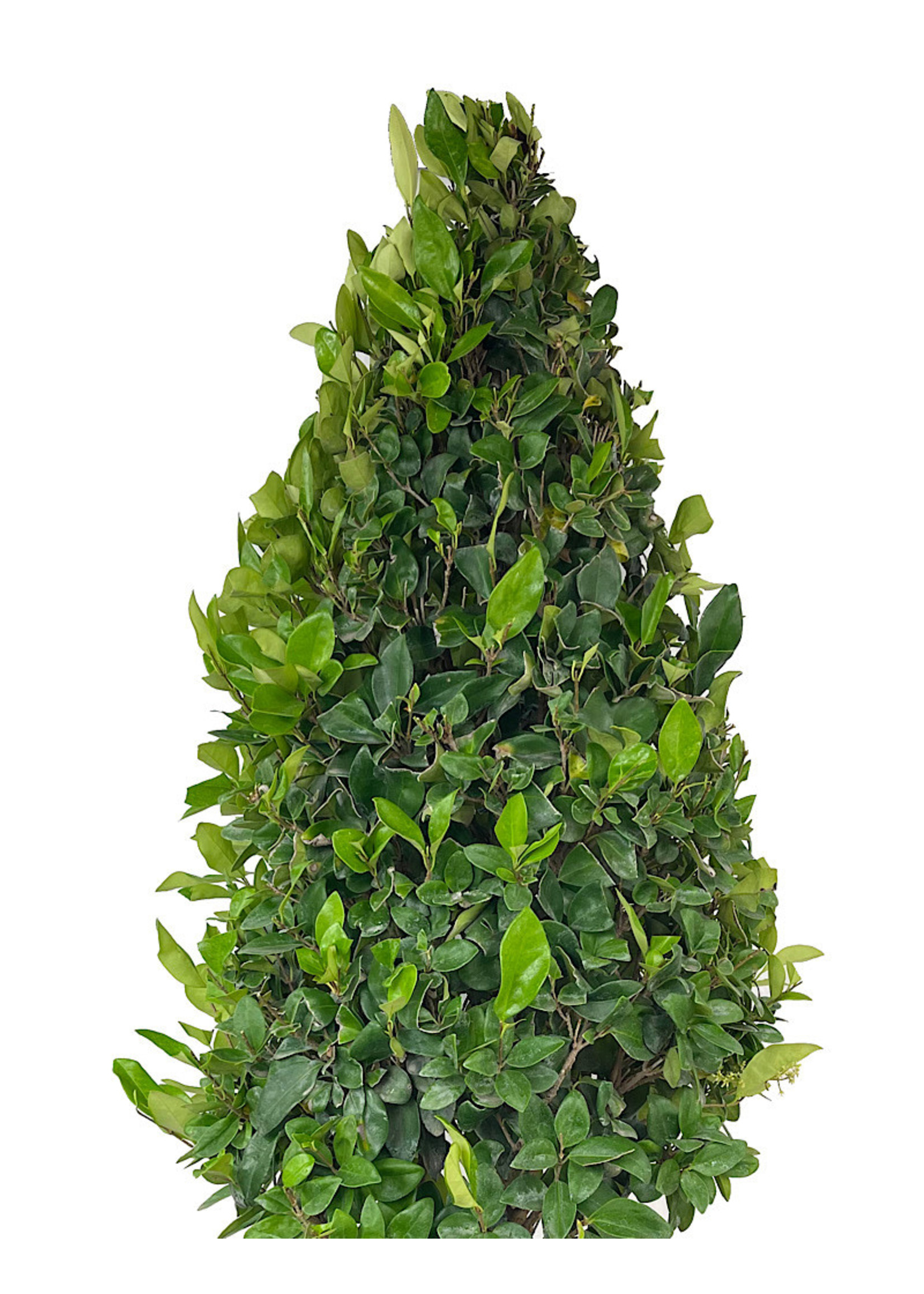 Ligustrum japonicum 'Texanum' 10 Gallon Cone