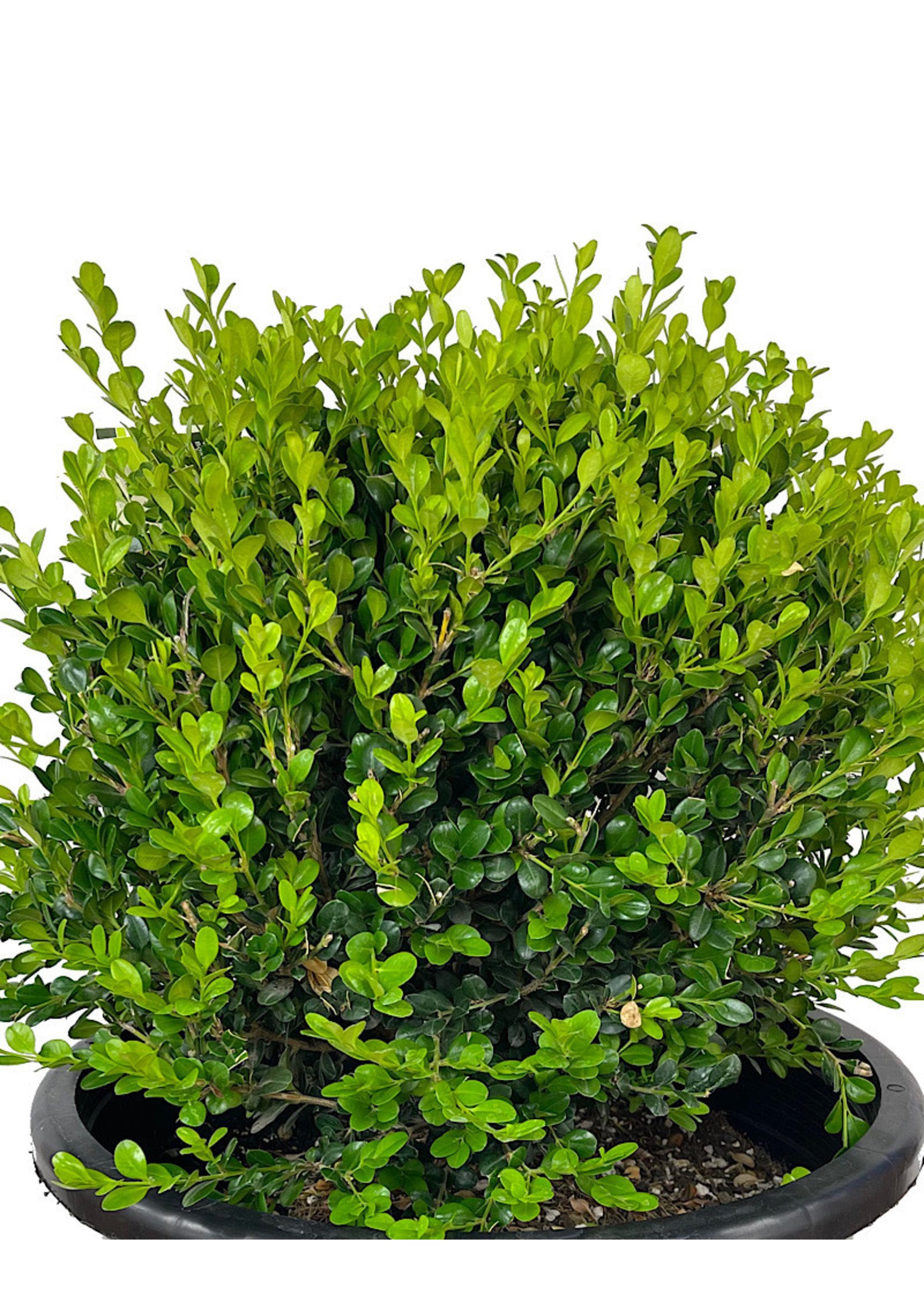 Buxus 'Winter Gem' Globe 5 Gallon