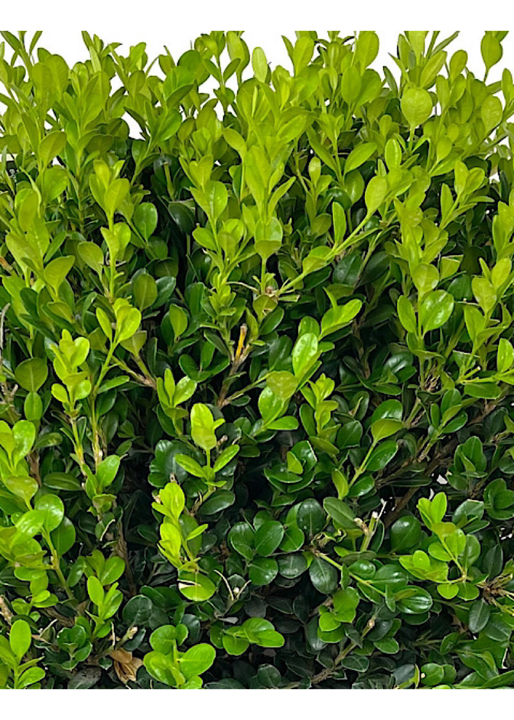 Buxus 'Winter Gem' Globe 5 Gallon